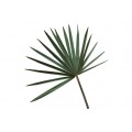 Bismarckia Palm